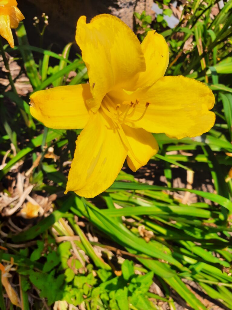 yellow daylily