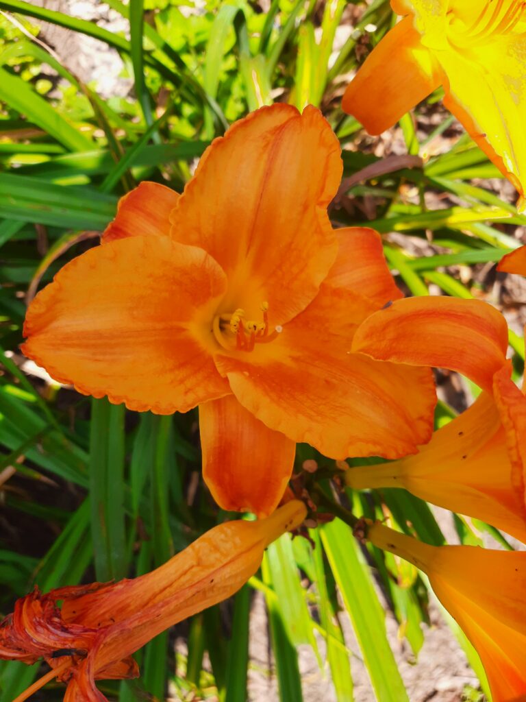 orange daylily