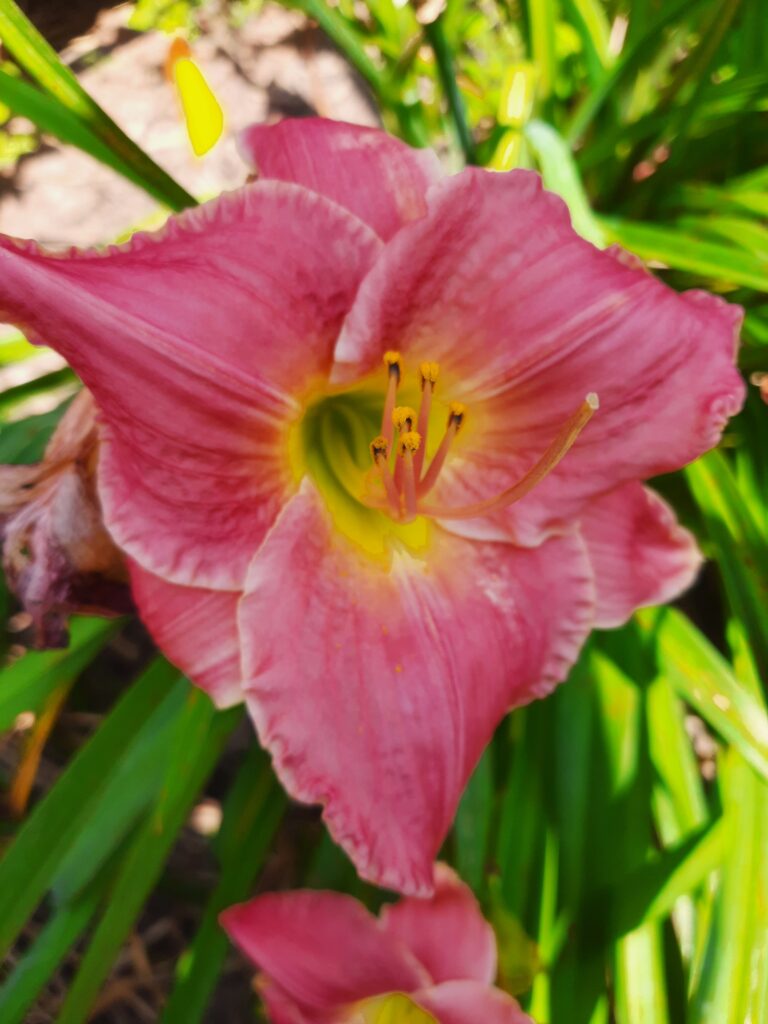 pink daylily