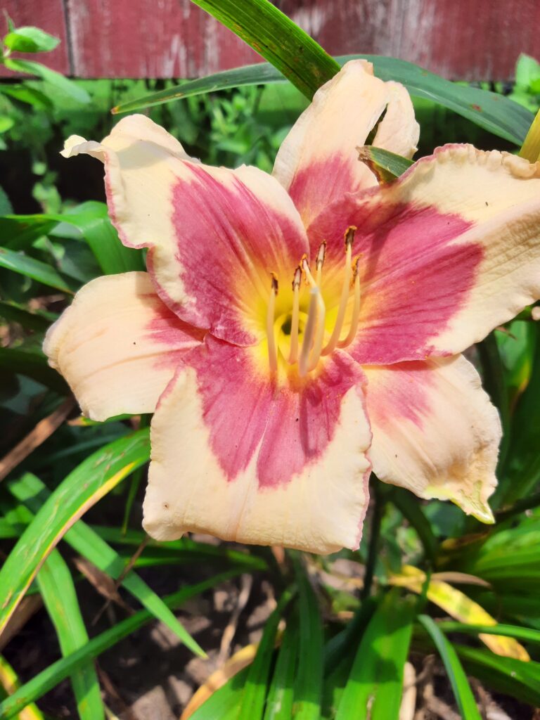 peach daylily