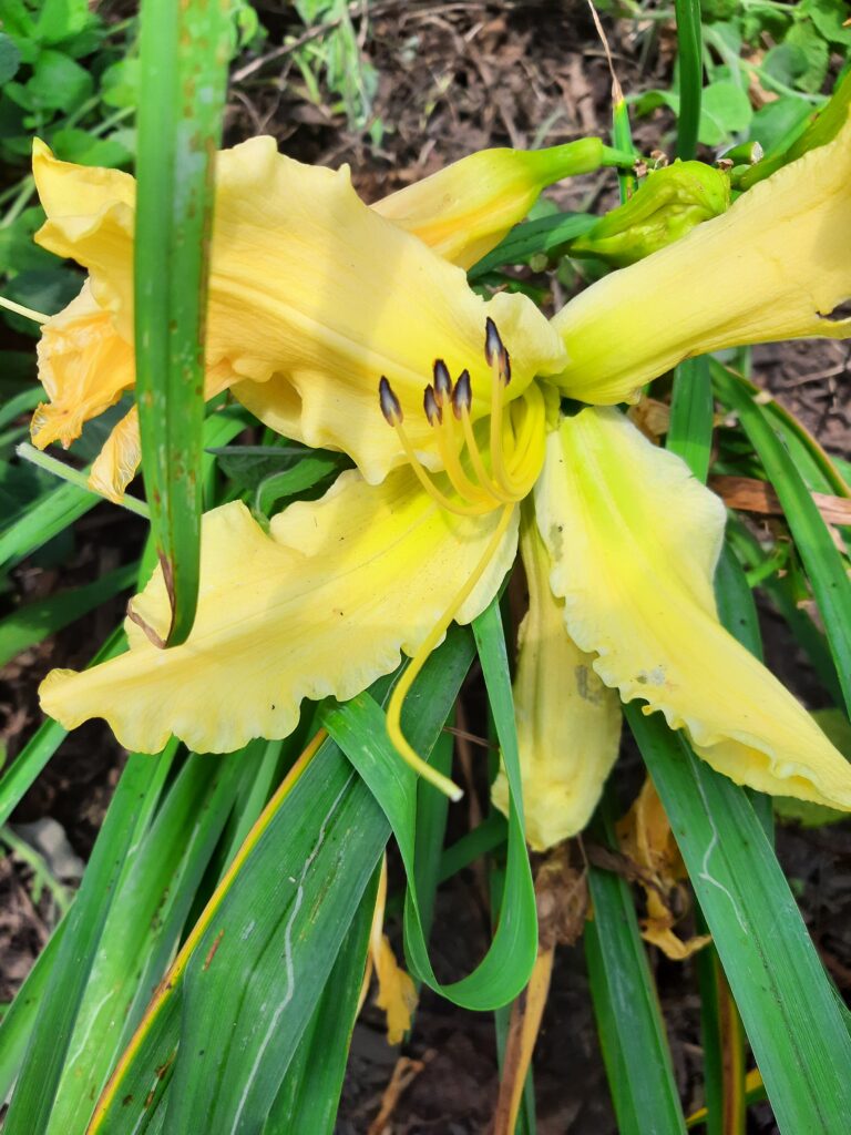 yellow daylily